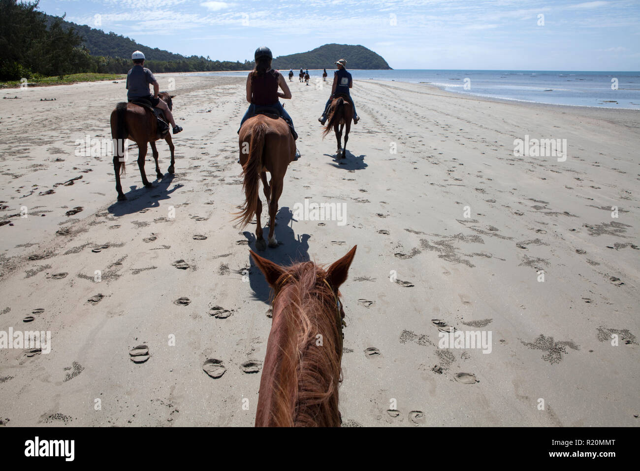 Horse Riding, Cape Tribulation, Queensland, Australia Stock Photo Alamy