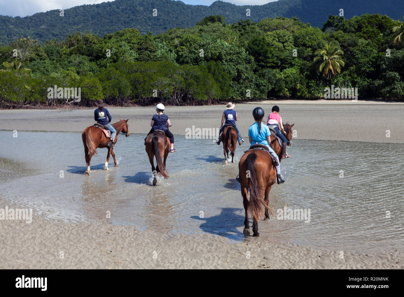 Horse Riding, Cape Tribulation, Queensland, Australia Stock Photo Alamy
