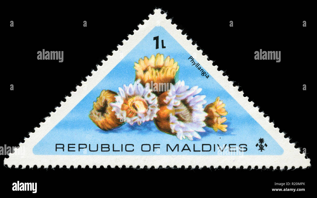 Phyllangia series hires stock photography and images Alamy