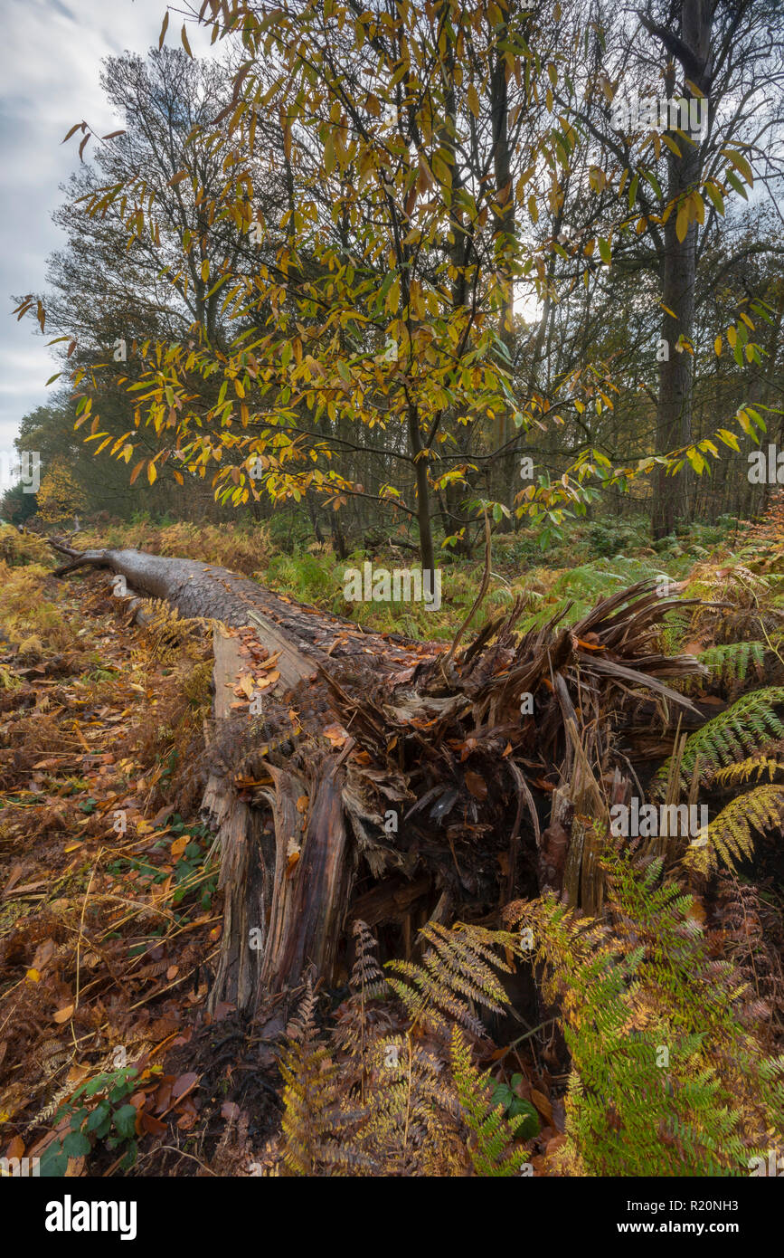 a fallen tree in an autumnal woodland at Blickling great wood in Norfolk. Autumn colours. Stock Photo