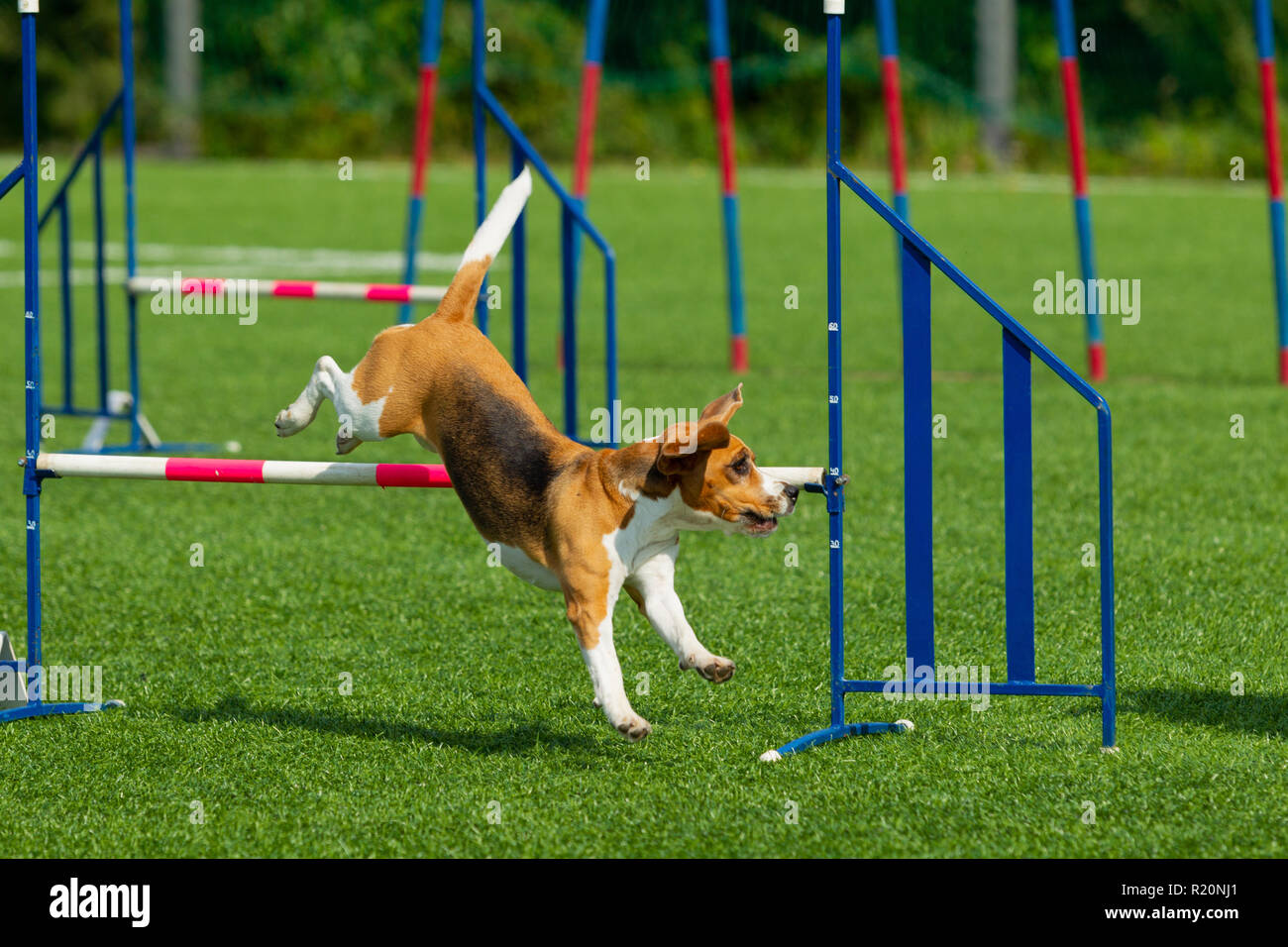 The dog performs at agility competition. Beagle dog jumping over ...