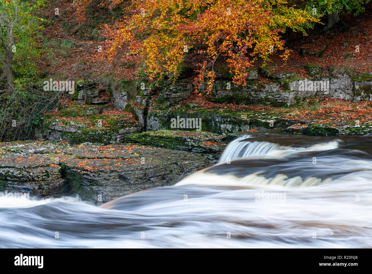 Aysgarth Falls in the Yokshire Dales in autumn, England Stock Photo
