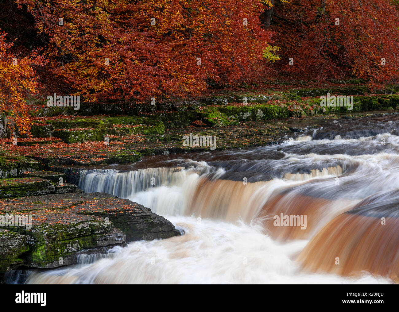 Aysgarth Falls in the Yokshire dales in autumn, England Stock Photo