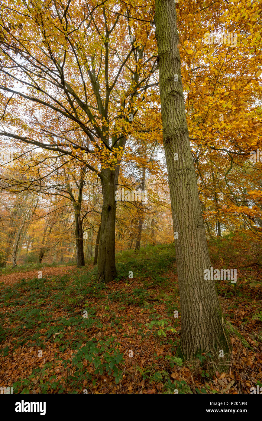 Autumn trees and colours in beech woodland at Blickling hall great wood in norfolk. Stock Photo