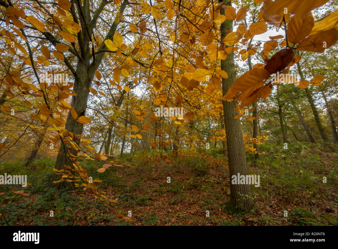 autumn colours and woodland at blickling great wood on the blickling estate in Norfolk. beautiful scenery and autumn colours Stock Photo