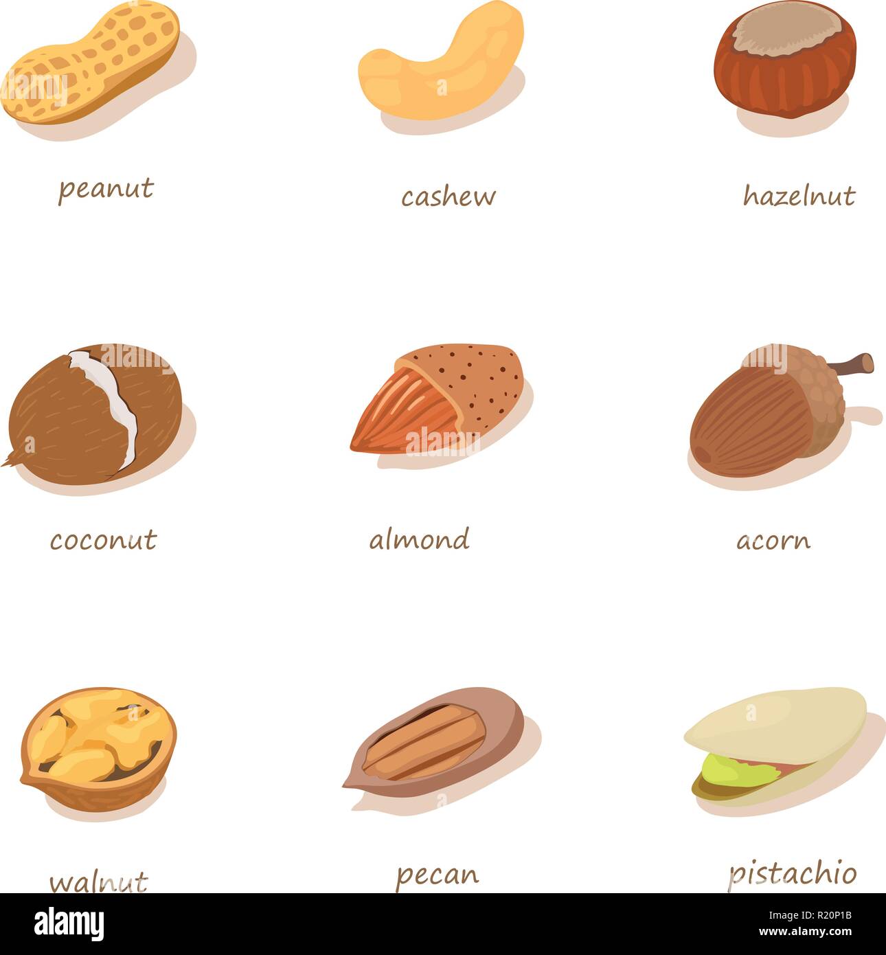 Forest nut icons set, isometric style Stock Vector