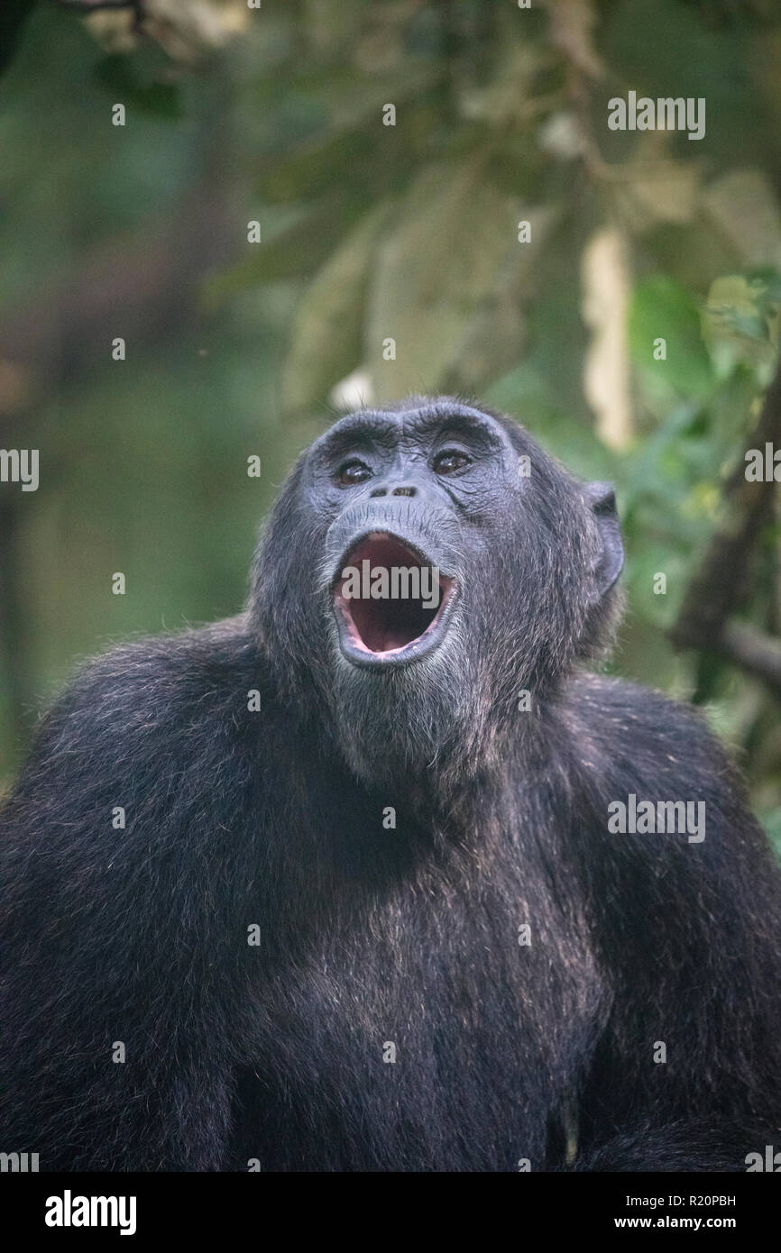 wild common chimpanzee or Pan troglodyte calling, Kibale National Park, Uganda Stock Photo