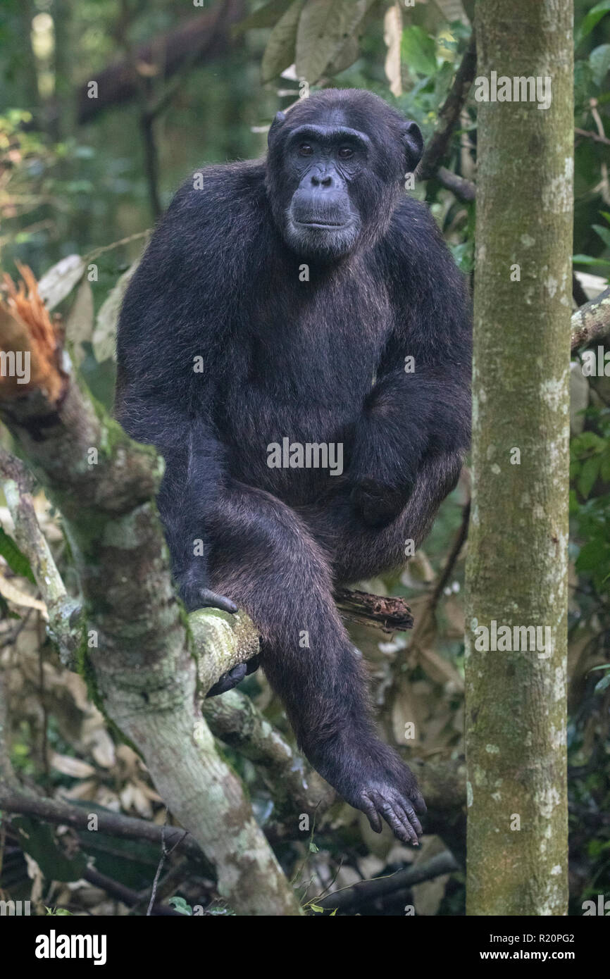 wild common chimpanzees or Pan troglodytes, Kibale National Park, Uganda Stock Photo