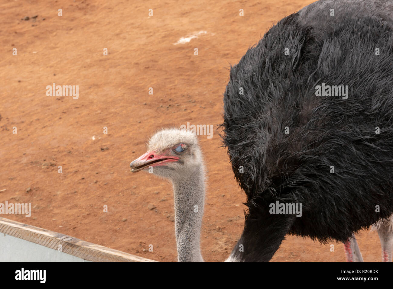 Common Ostrich at Safari Ostrich Farm, Oudtshoorn, South Africa Stock Photo