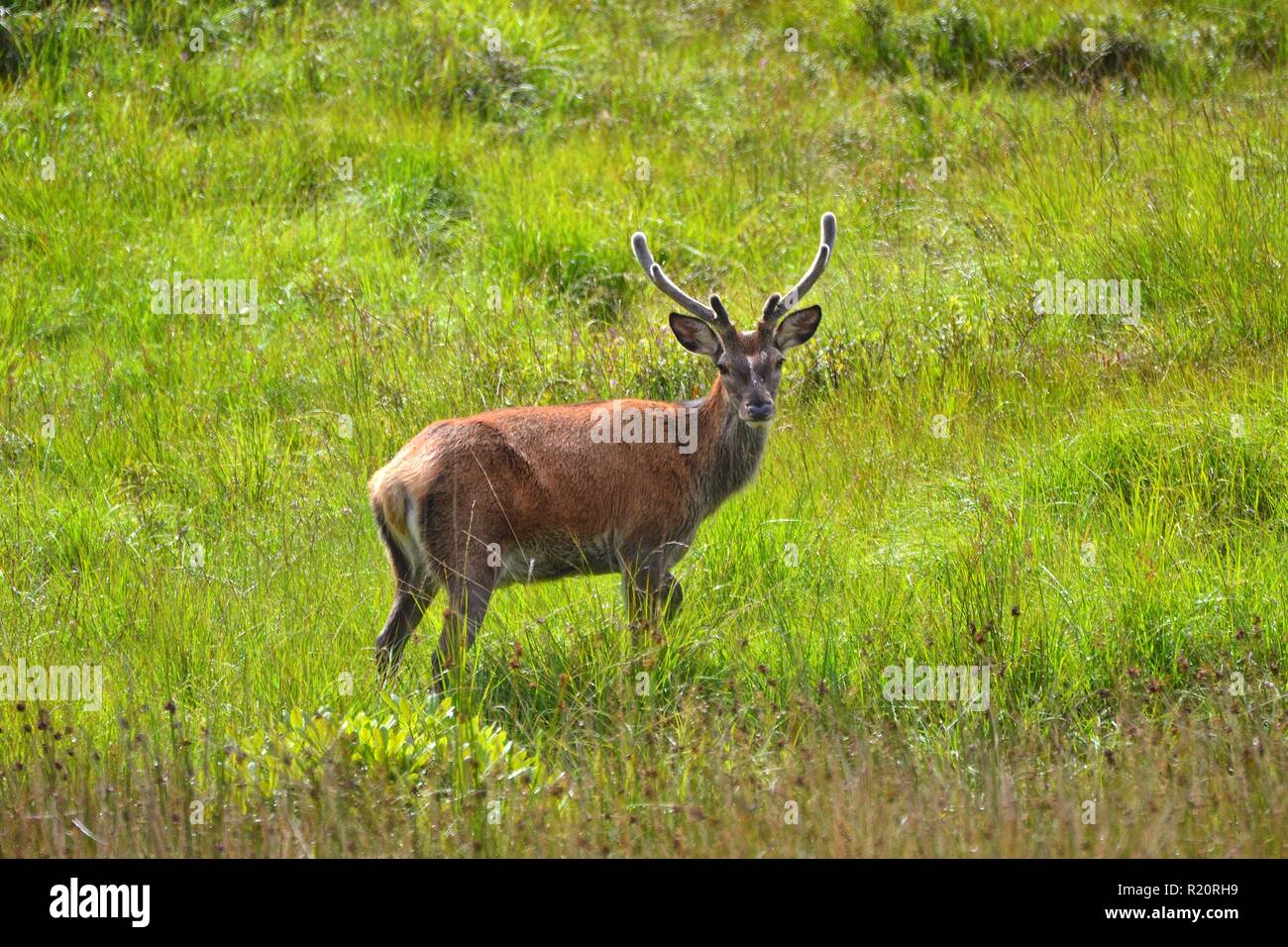 Red deer at Glenfinnan, Scottish Highlands, Scotland, UK Stock Photo