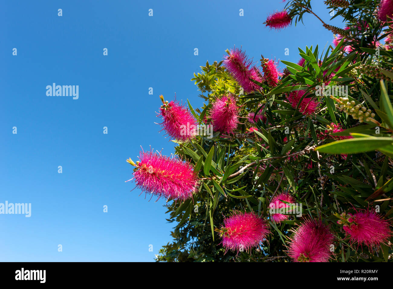 Red flowers on a tree in Knysna, South Africa Stock Photo
