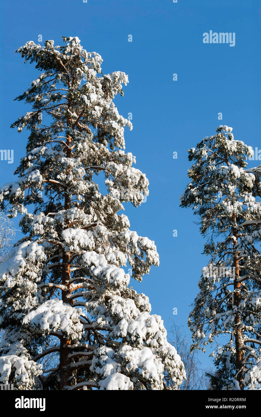 Snow covered pine trees Stock Photo - Alamy
