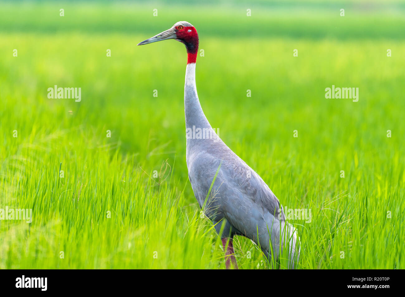 Sarus crane Stock Photo
