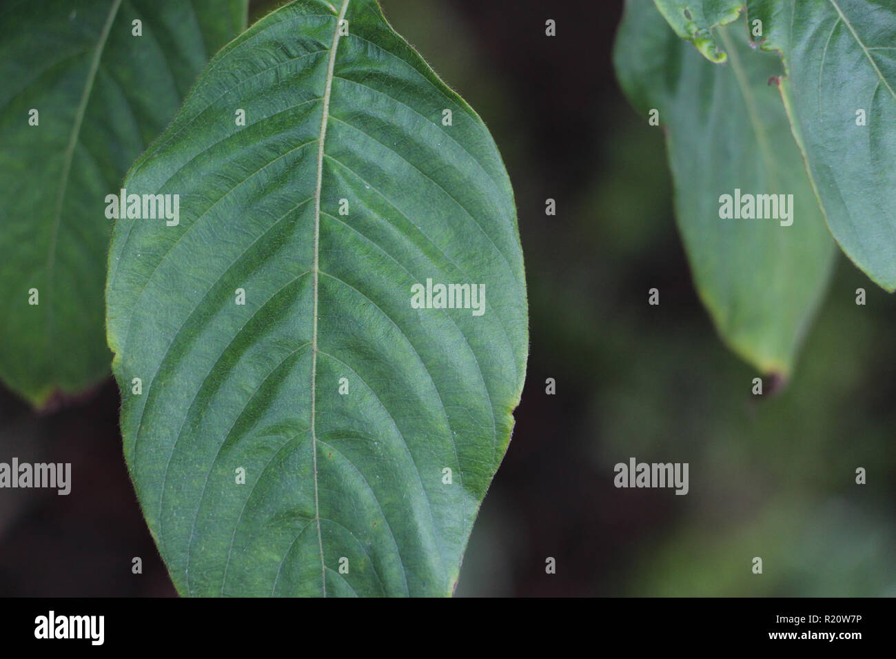 Leafs and patterns Stock Photo