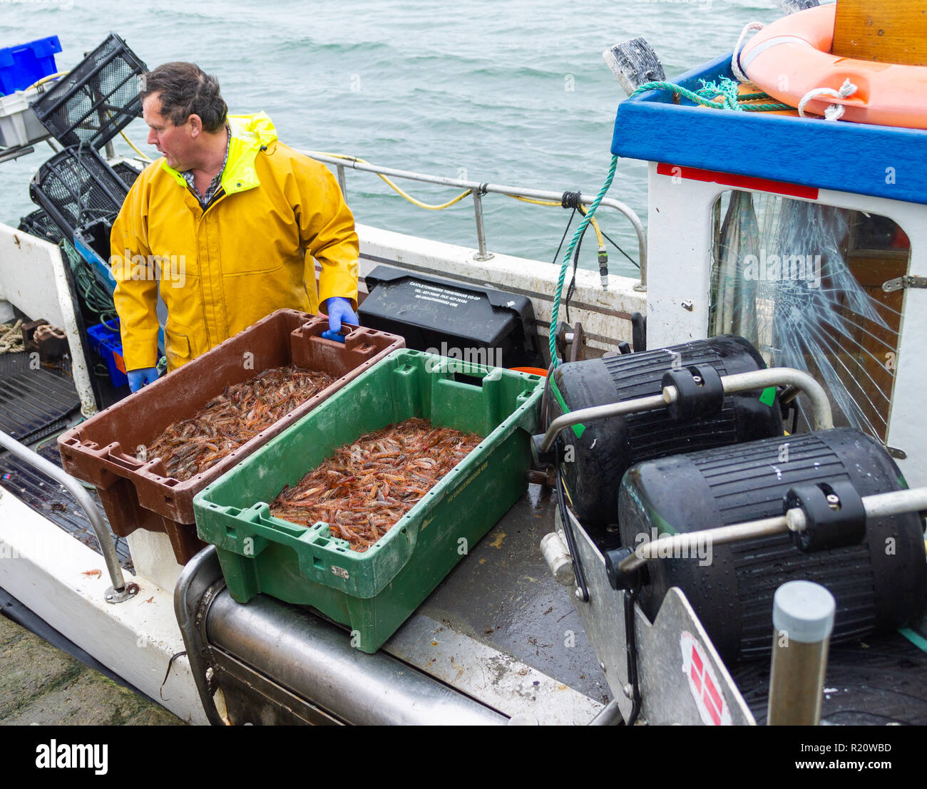 Shrimp industry hires stock photography and images Alamy