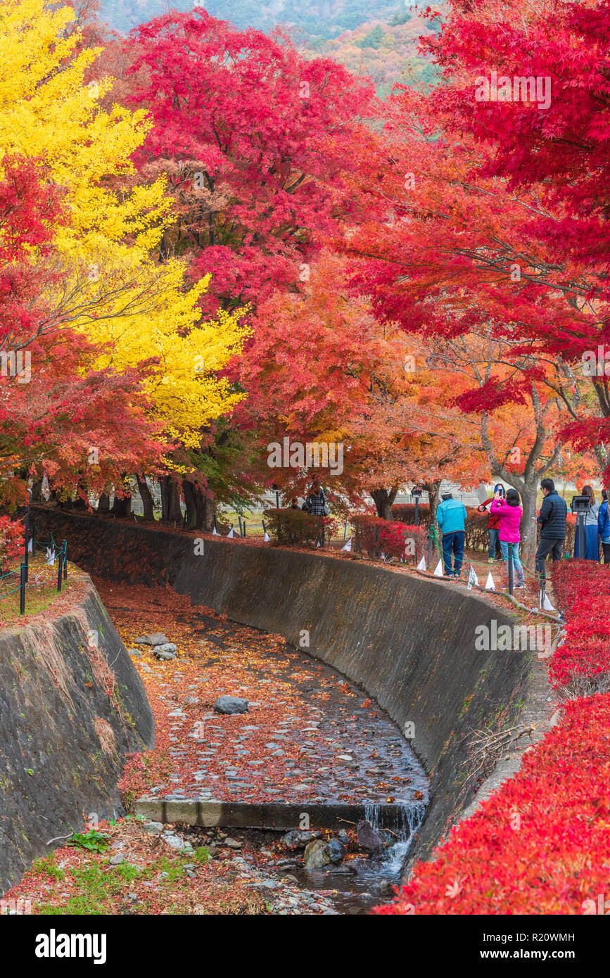Yamanashi Japan November 10 17 Maple Corridor Momiji Tunnel In Autumn Season At Kawaguchi Japan Stock Photo Alamy