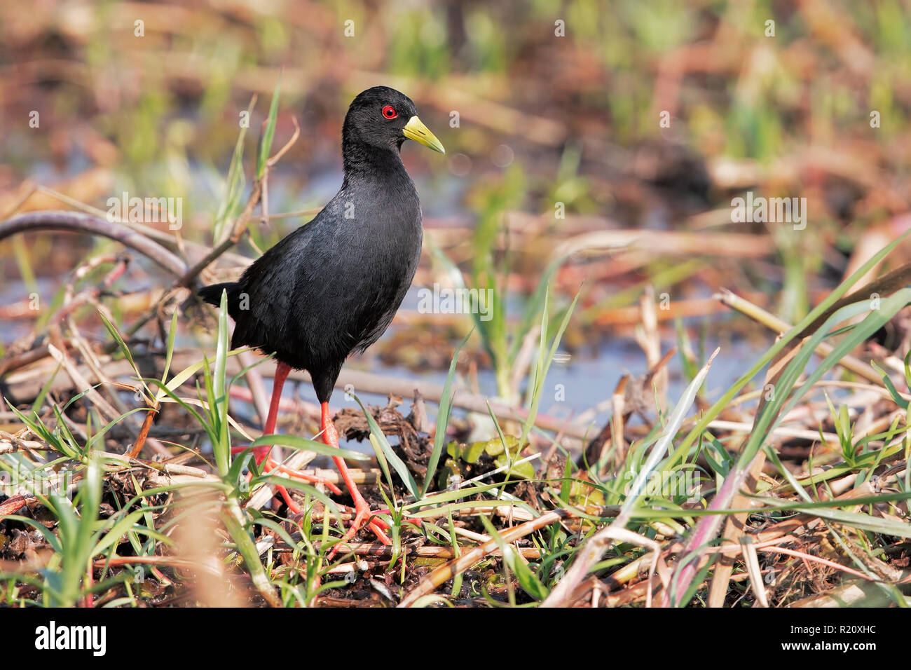 Crake species hi-res stock photography and images - Alamy