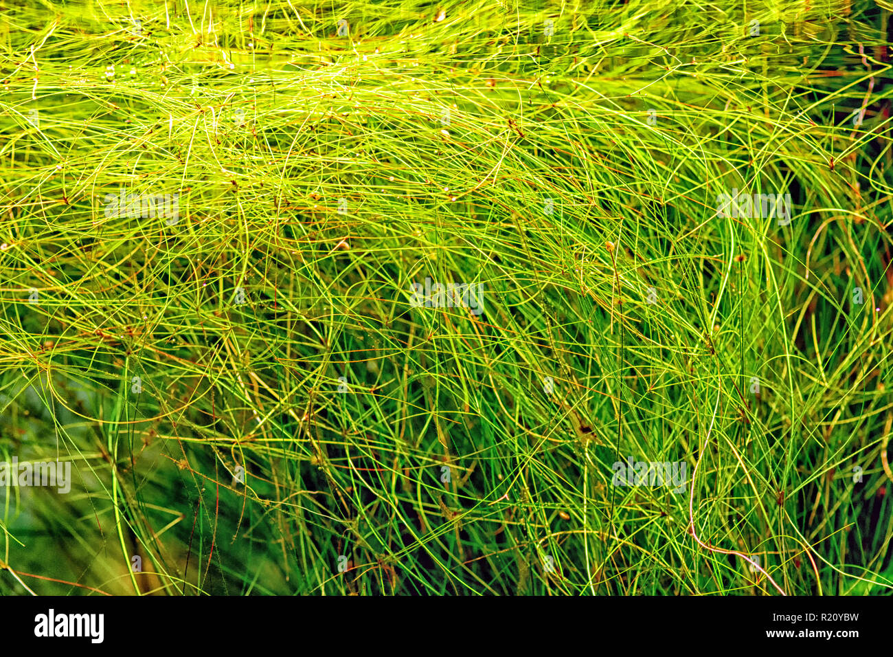 Aquarium plant Umbrella hairgrass (Eleocharis vivipara) shot in aquarium. Stock Photo