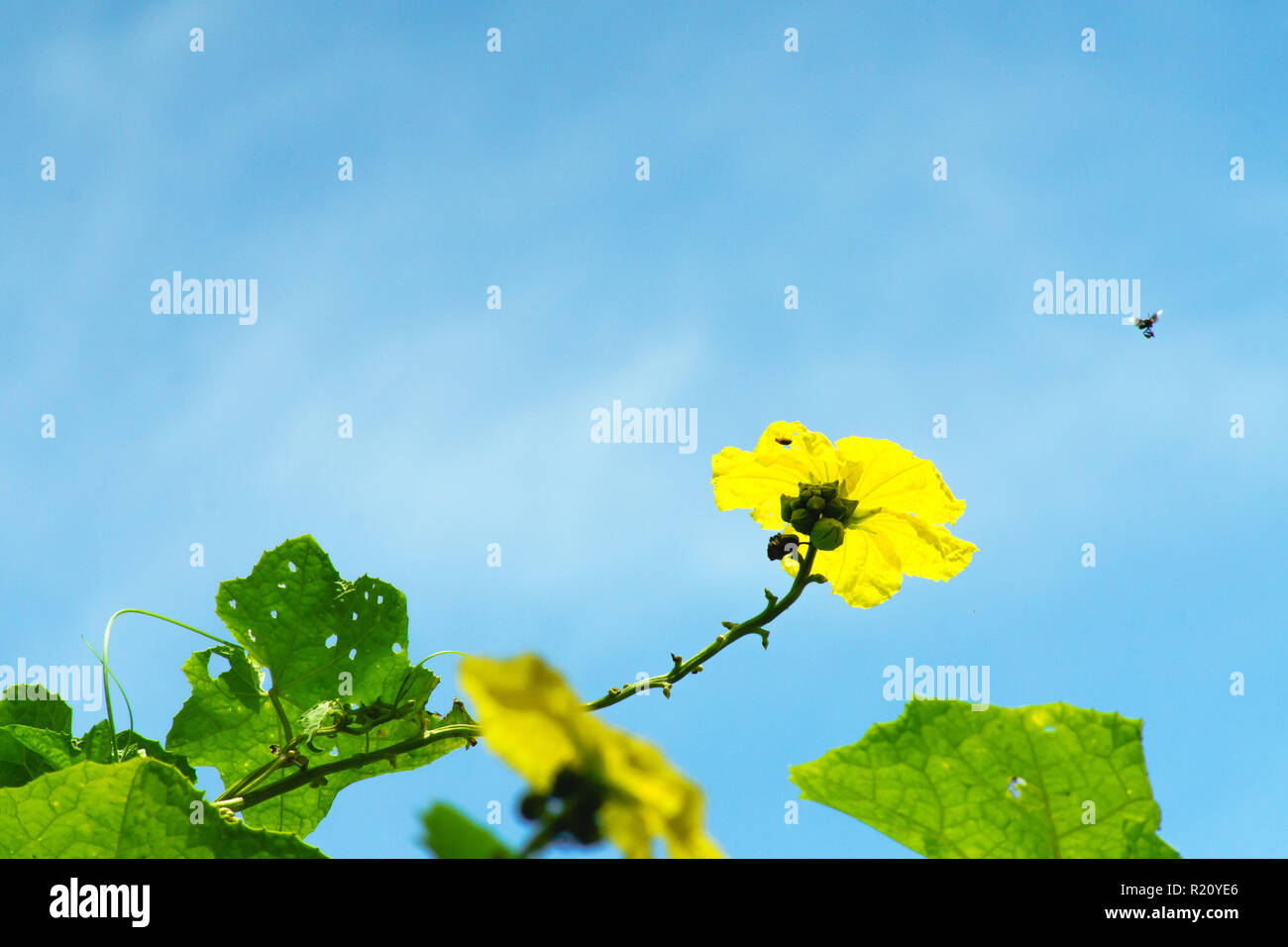 Angled loofah flowers in beautiful yellow. Stock Photo