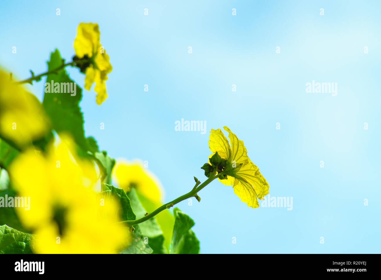 Angled loofah flowers in beautiful yellow. Stock Photo