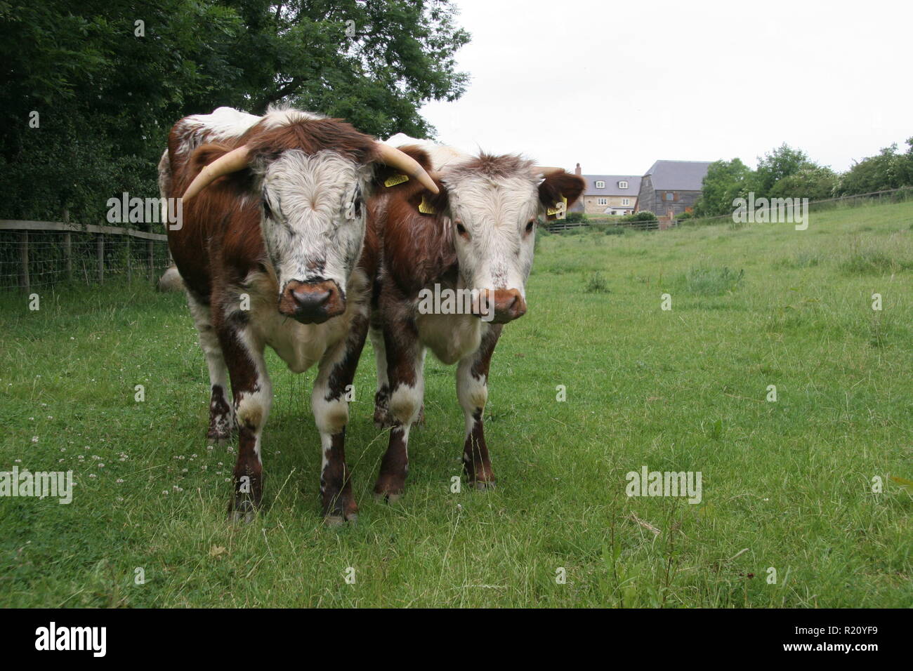 Two cows Stock Photo
