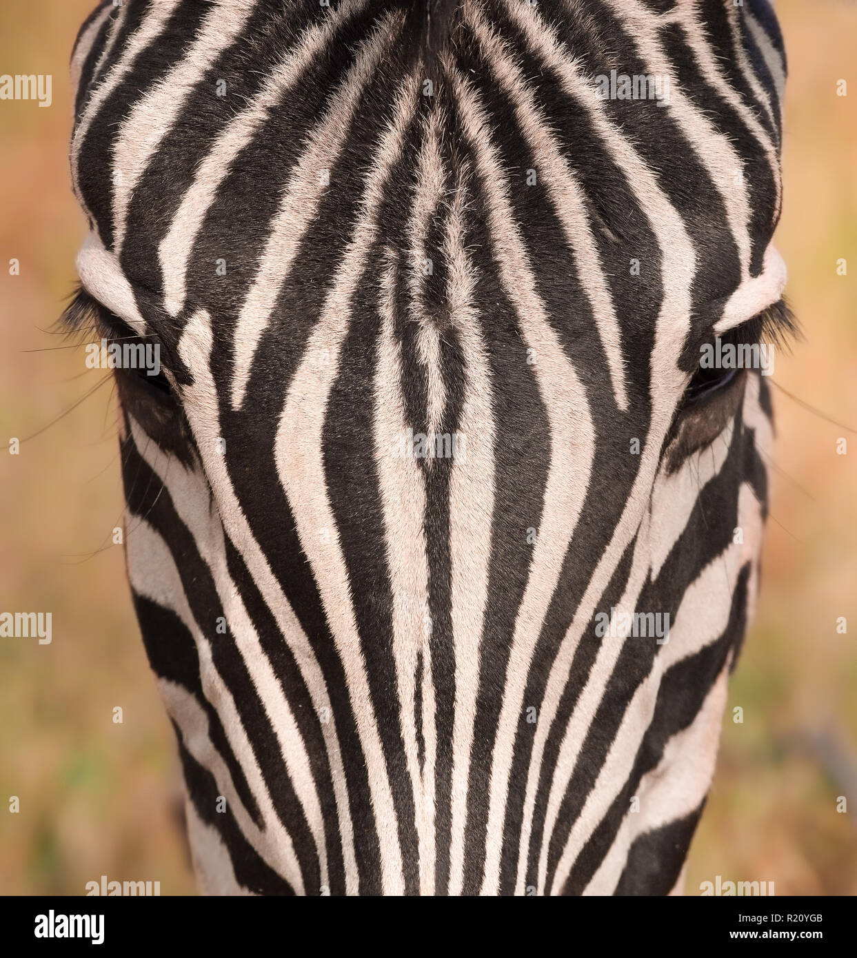 Plain zebra Stock Photo