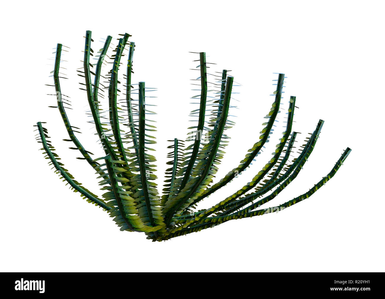 3D rendering of a green sea lily isolated on white background Stock