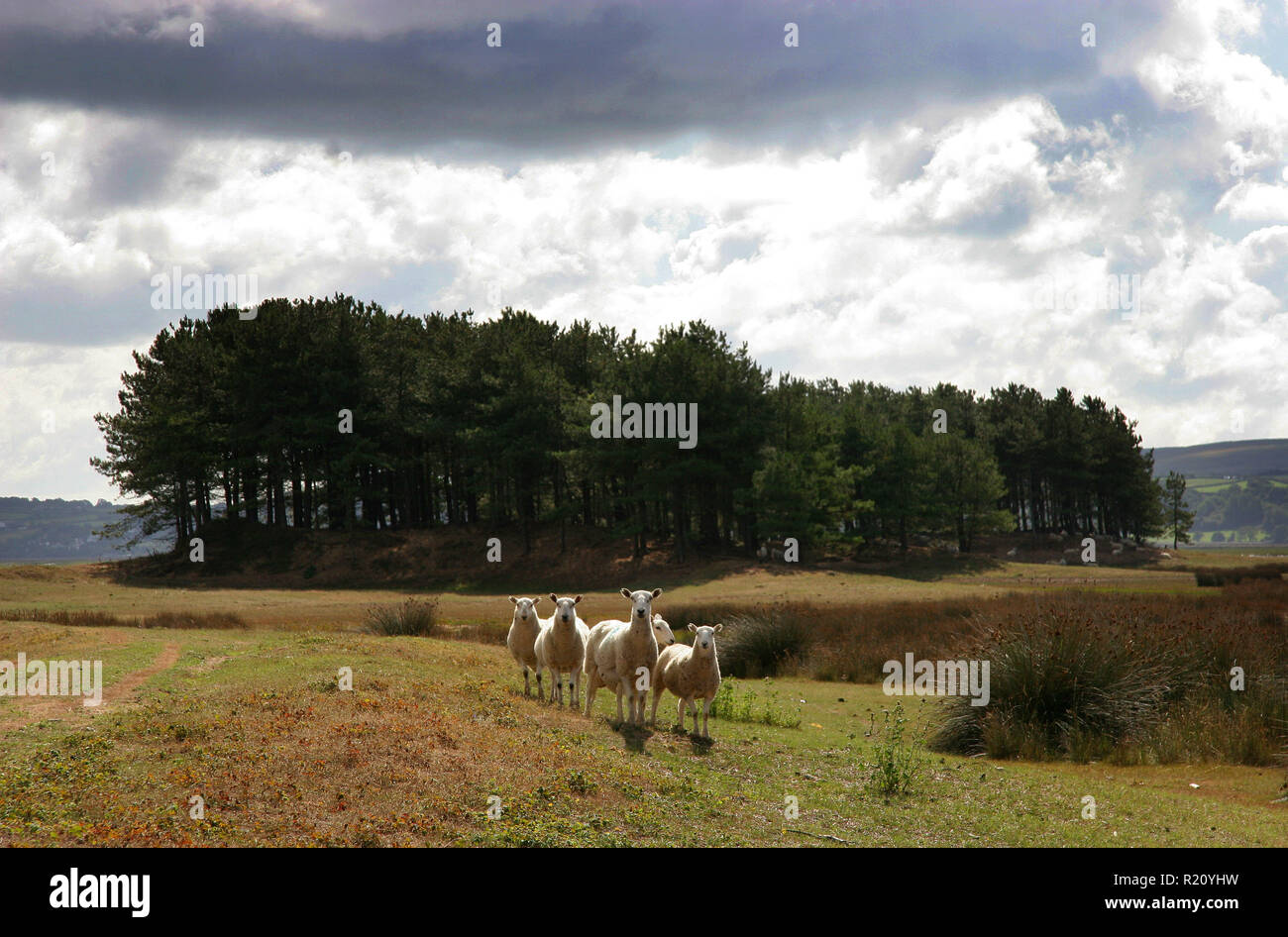 Gower peninsula, Wales, Britain Stock Photo