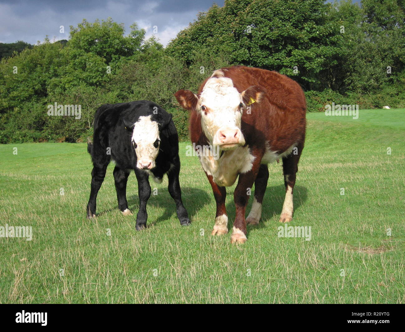 Black White Jersey Cow High Resolution Stock Photography and Images - Alamy