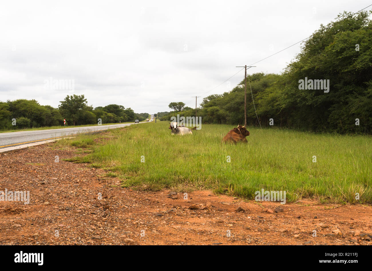 African cattle or cows lying on the side of a busy tarred road in the high green grass in the north of South Africa Stock Photo