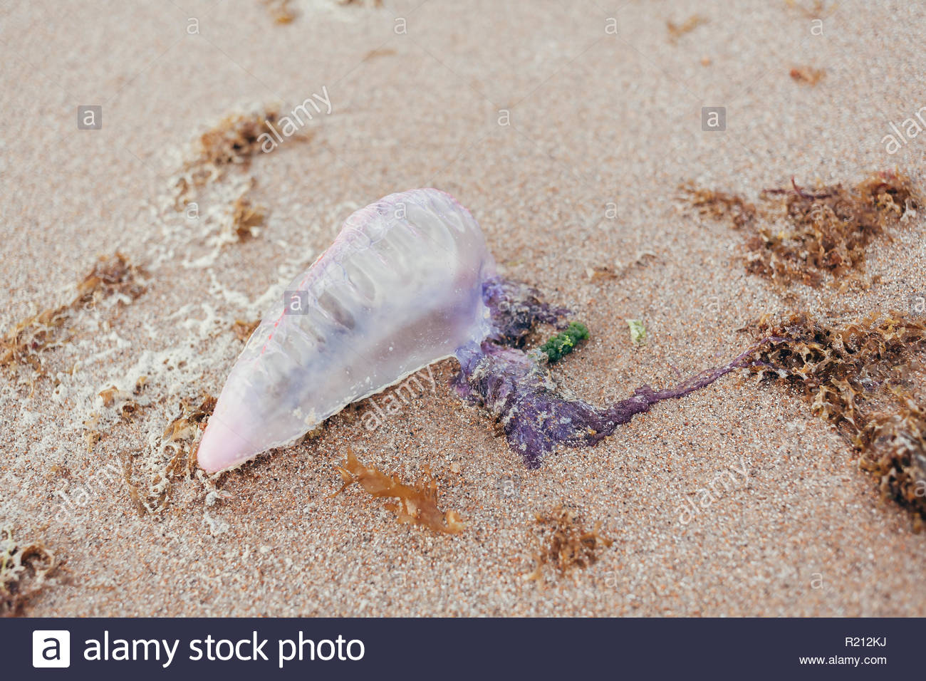 man of war jellyfish on beach