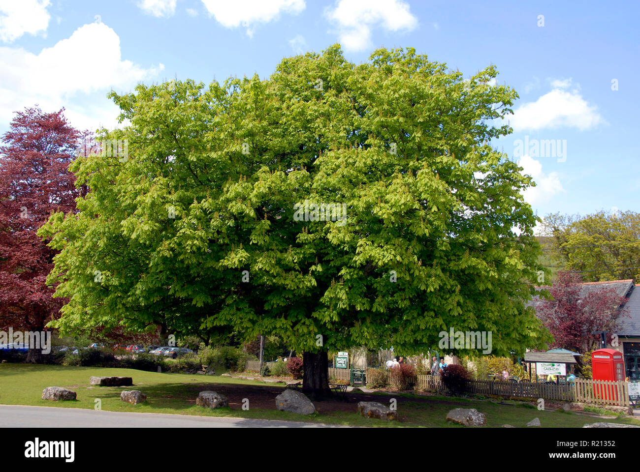 Magnificent horse chestnut tree on village green, Widecombe-in-the-Moor, Devon, England Stock Photo