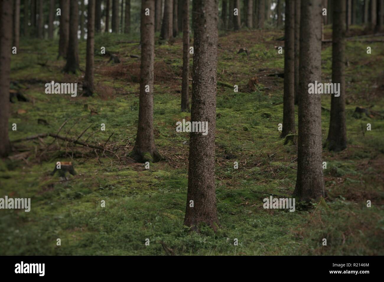 Viele Fichten im dichten, grünen Wald im Erzgebirge. Stock Photo