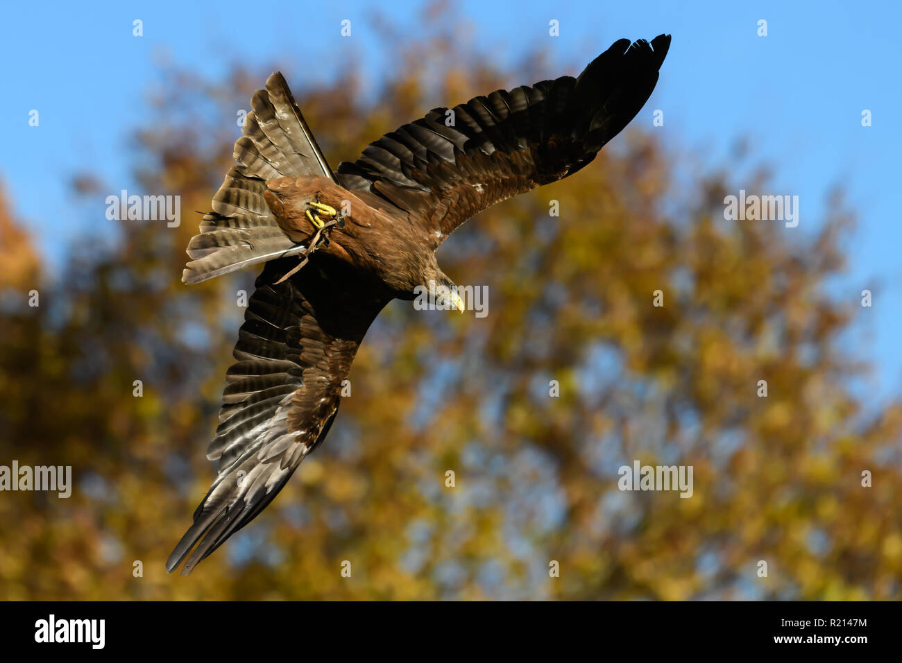 Kite bird at a falconry Stock Photo Alamy