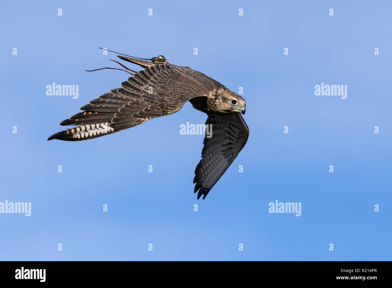 Diving bird prey hi-res stock photography and images - Page 14 - Alamy, image size:1300x956