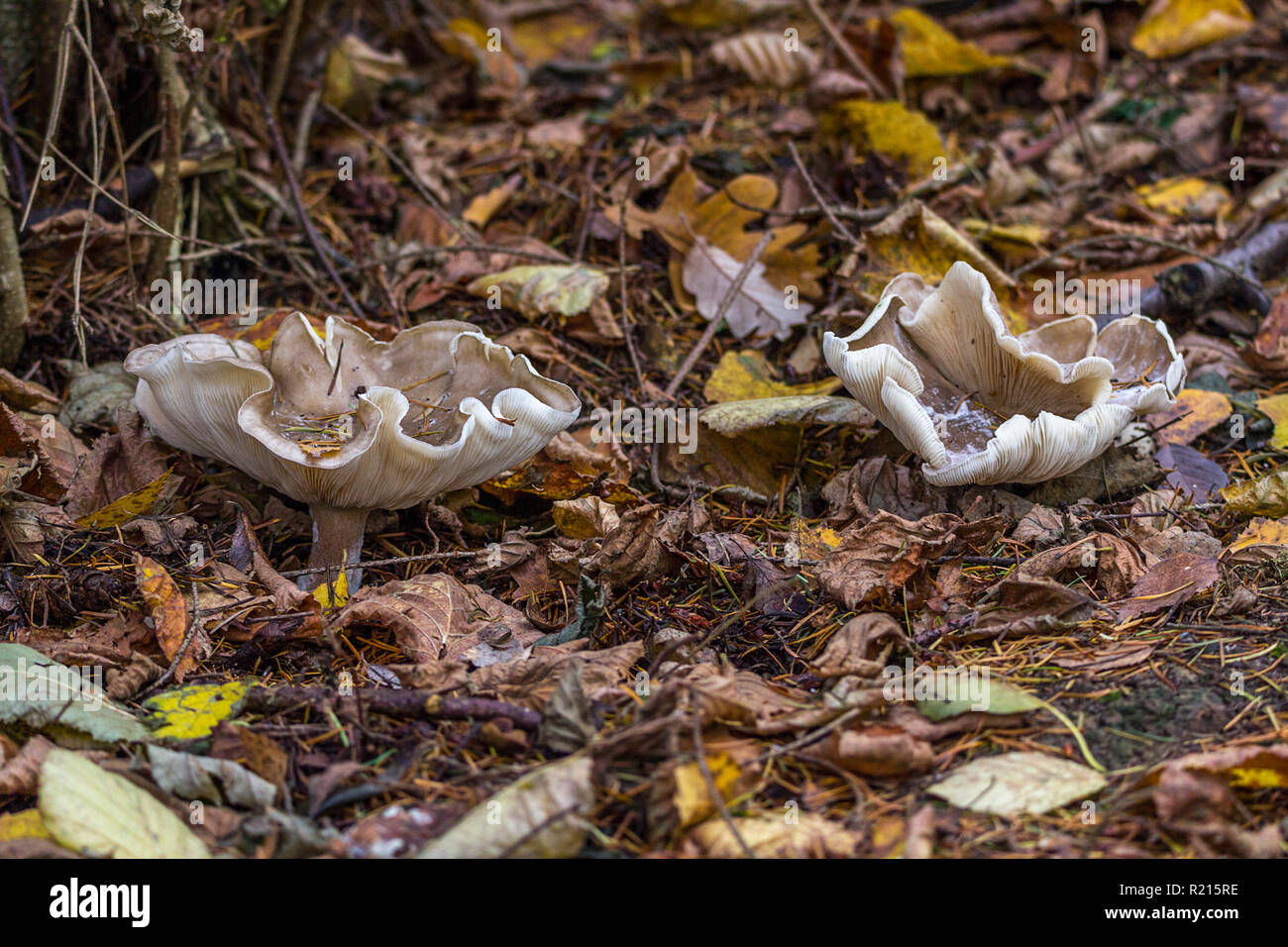 Uk frilly edged narrow upper stalk fungi hires stock photography and