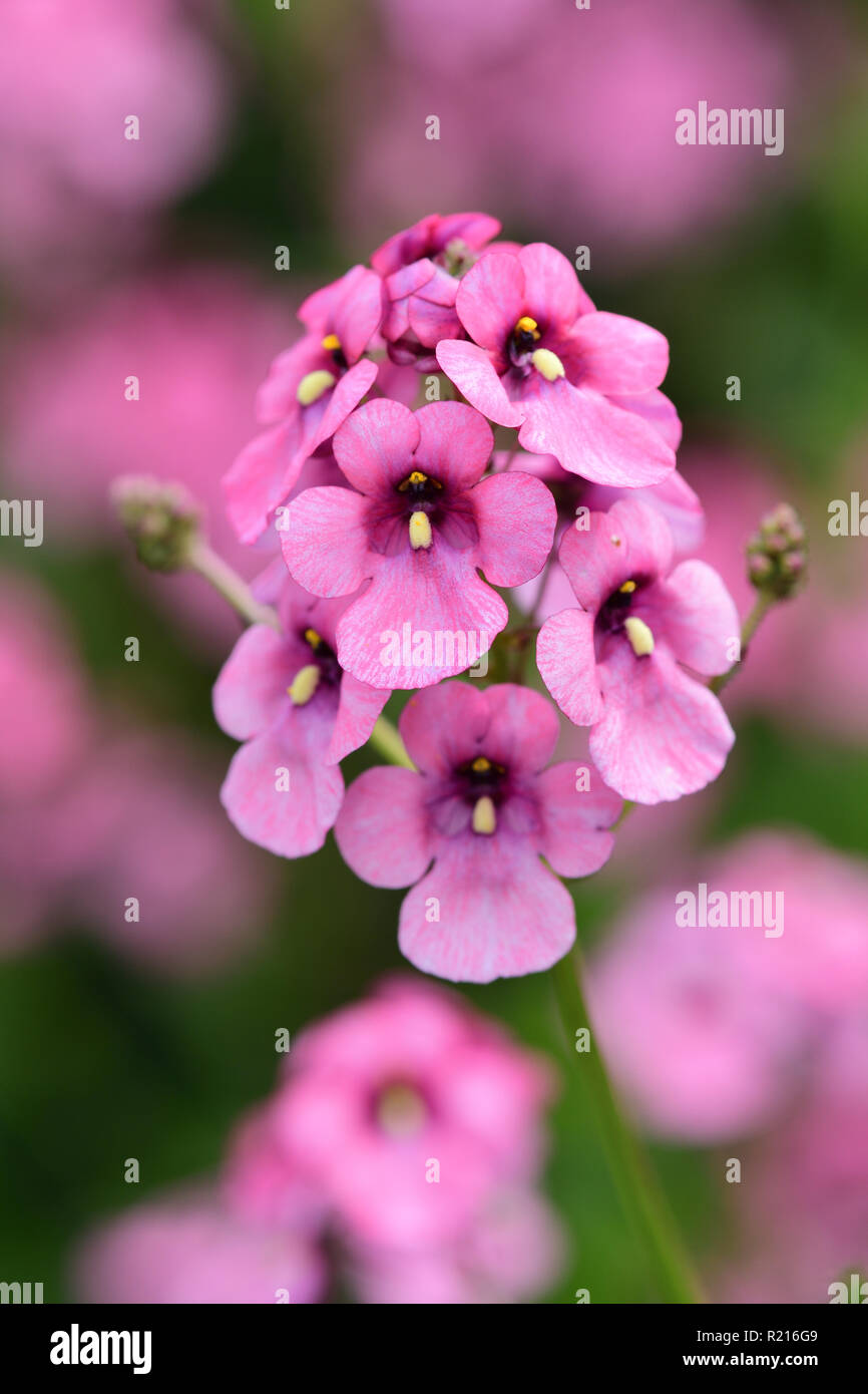 Close up diascia personata flowers in bloom Stock Photo