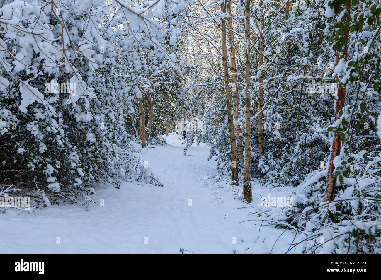 Winter view of woodland path with track and trees covered with snow ...