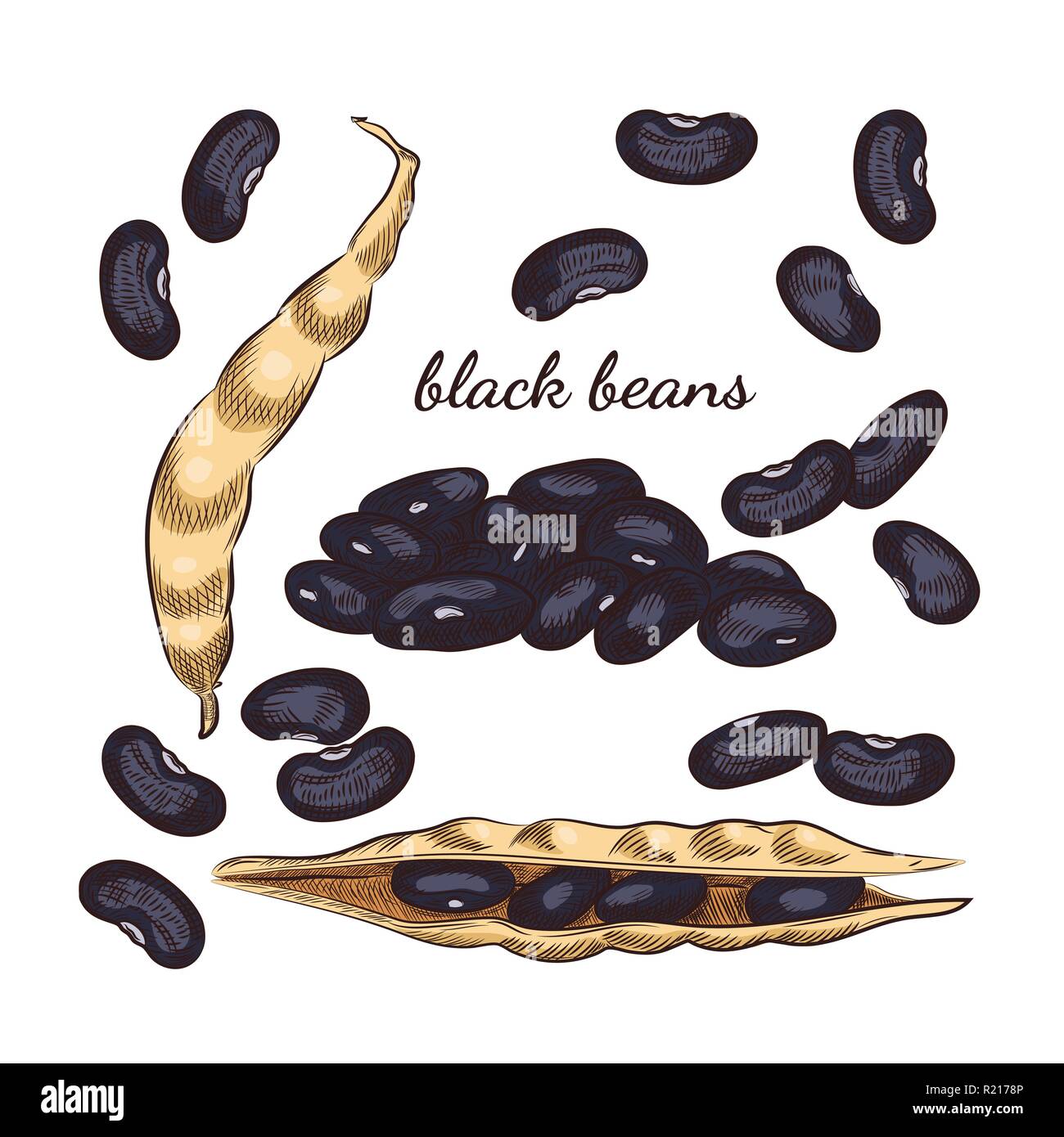 Beans and pods illustration for your design Stock Vector Image & Art