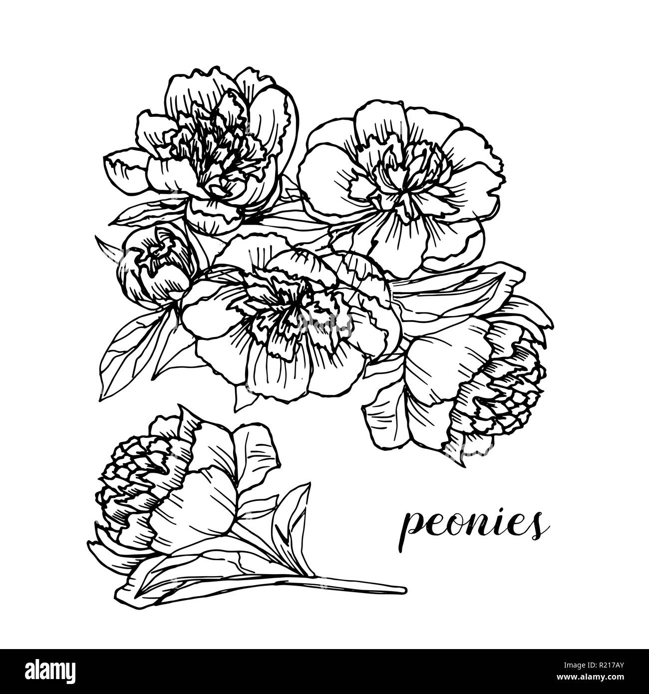 Line flowers vector isolated on white background Stock Vector Image