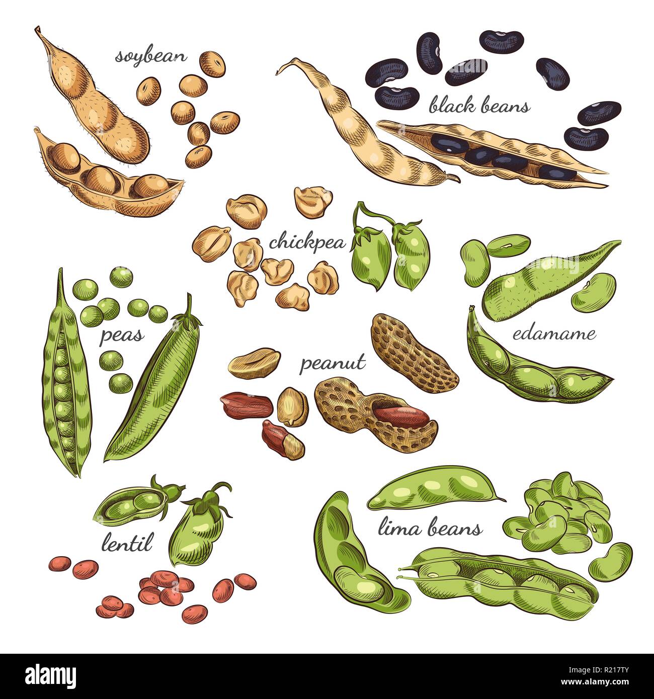 Nuts, peas, beans, pods and shells sketches isolated on white background Stock Vector Image