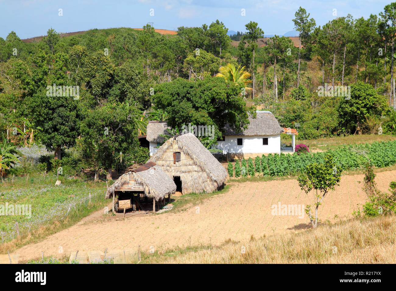 Cuba - tobacco field and thatched rural huts in Vinales National Park. UNESCO World Heritage Site. Stock Photo