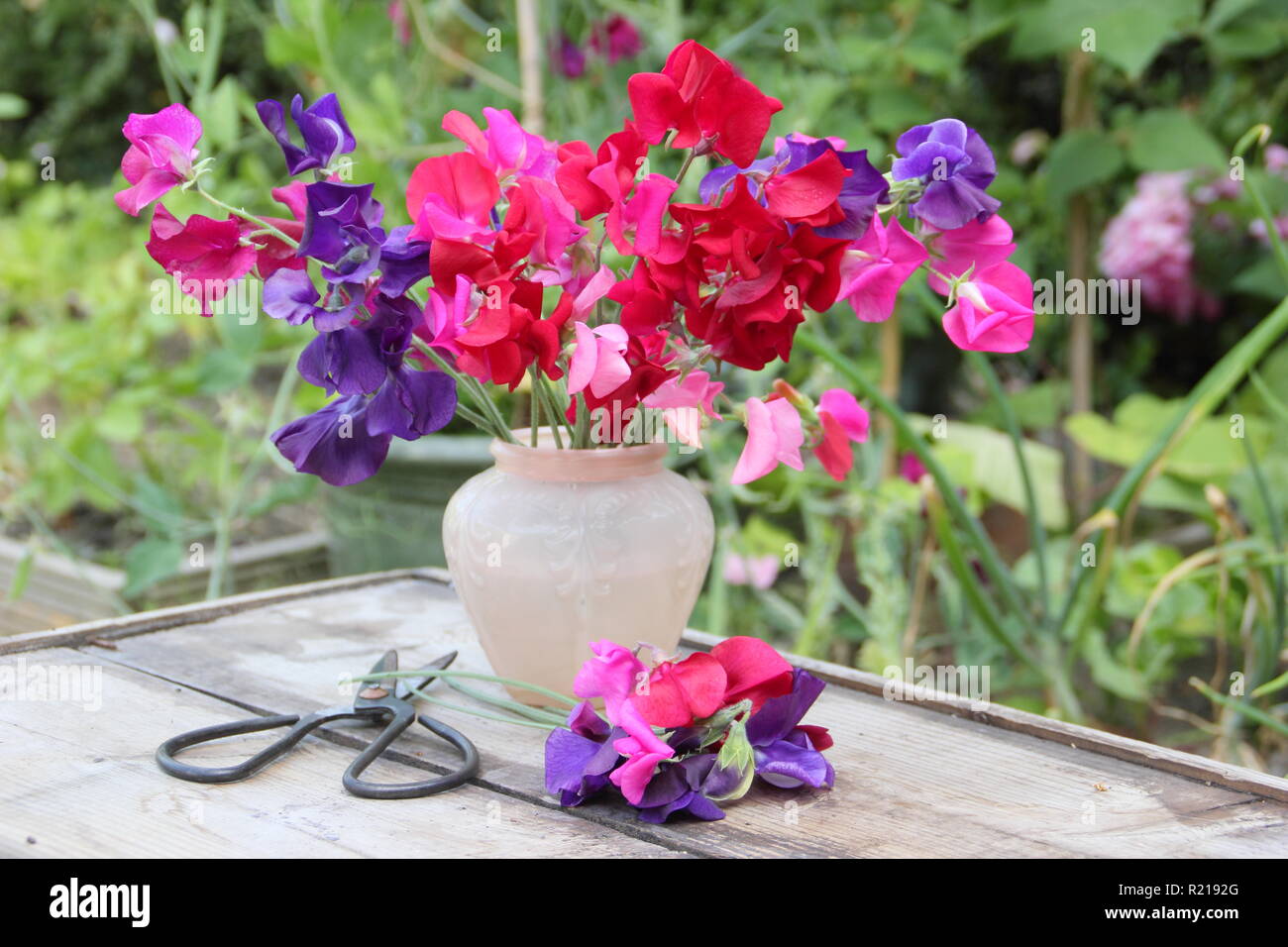 Lathyrus odoratus. Freshly picked bunch of  'Spencer' sweet pea flowers in vase on wooden table in UK garden. Stock Photo