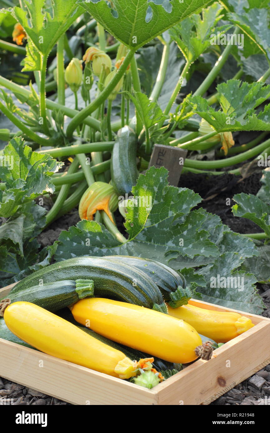 Cucurbita. Freshly harvested courgette 'All Green Bush' and yellow 'Soleil', UK Stock Photo