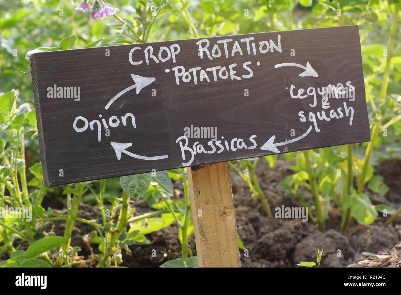 Sign depicting four year crop rotation system in an English allotment garden, UK Stock Photo
