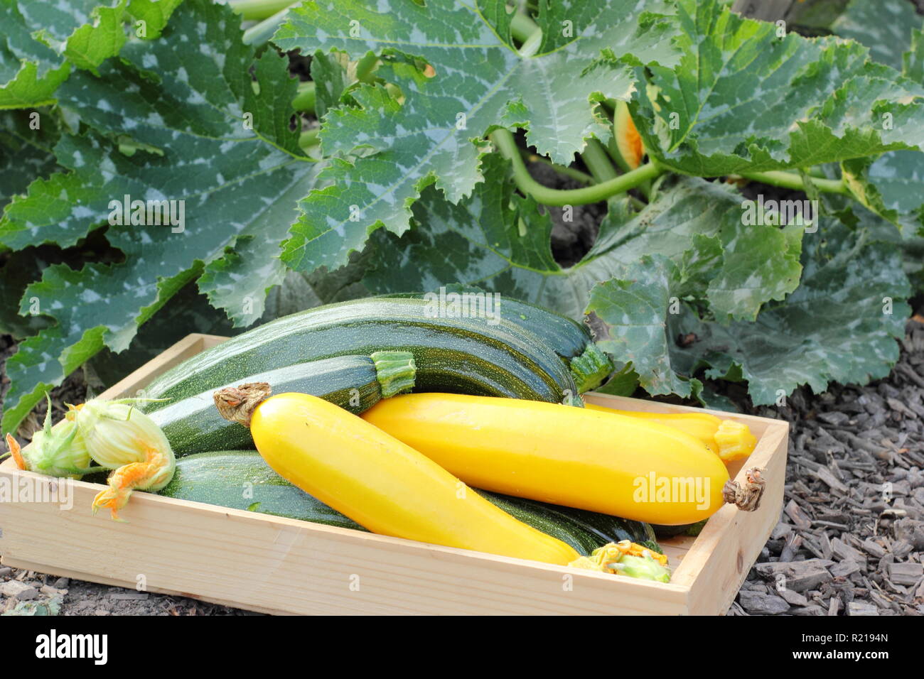 Cucurbita. Freshly harvested courgette 'All Green Bush' and yellow 'Soleil', UK Stock Photo
