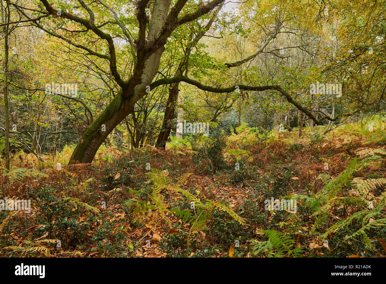 A woodland scene with leaves on the trees and ferns changing colour due to the season of autumn Stock Photo