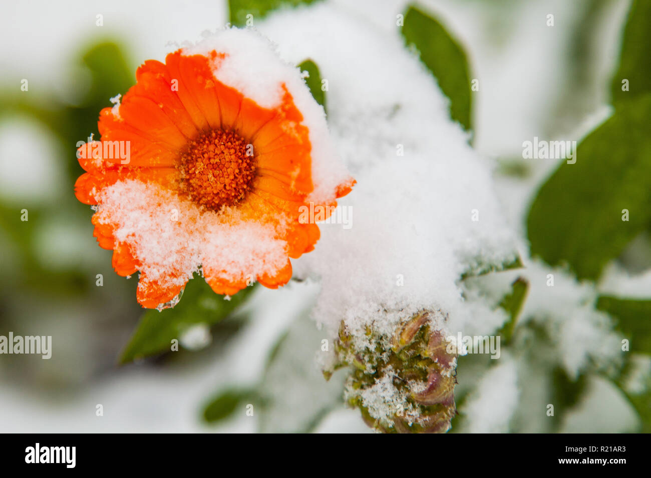 The first snow fell on a flower Stock Photo