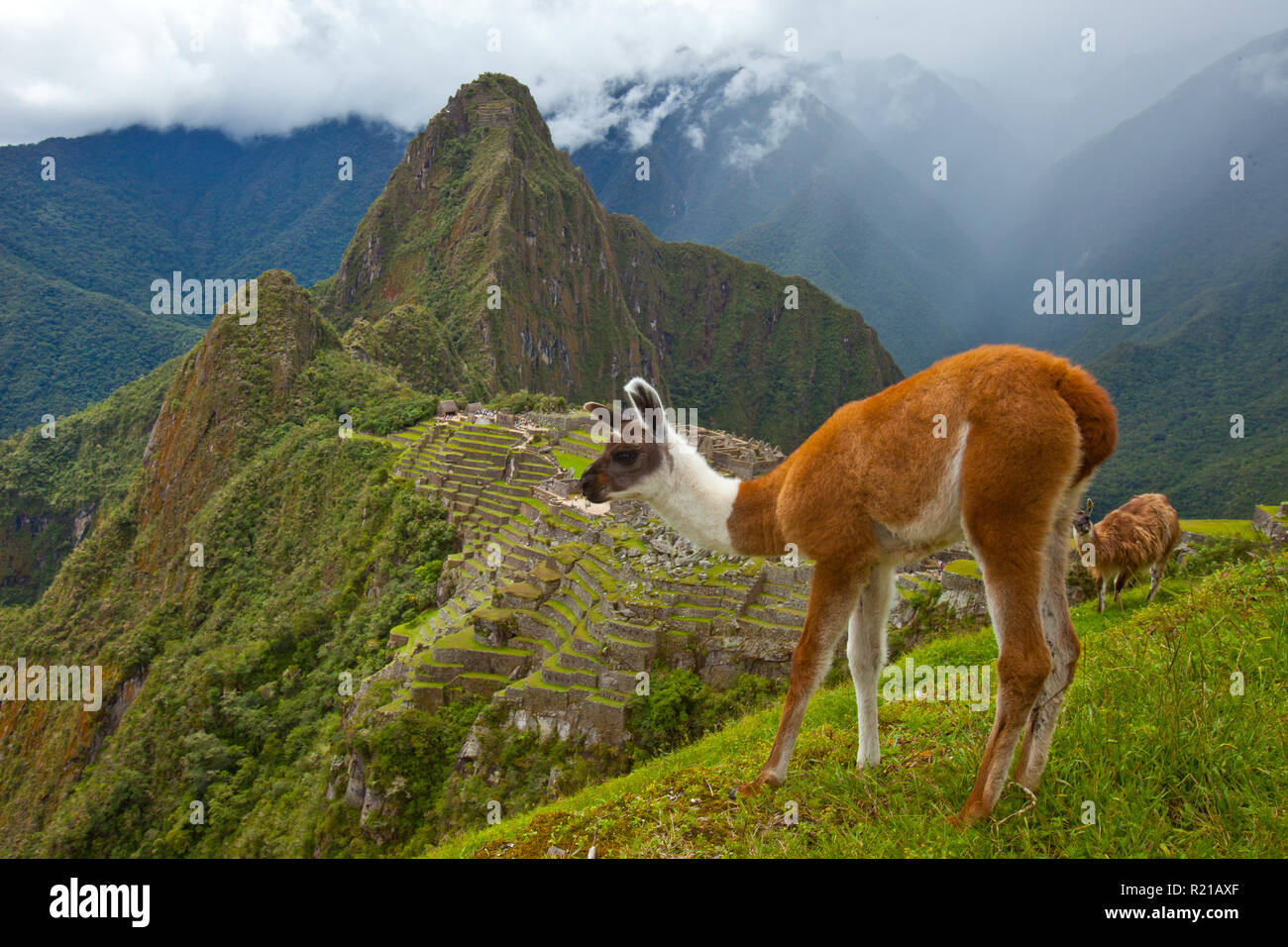 Matsu pitsu hires stock photography and images Alamy