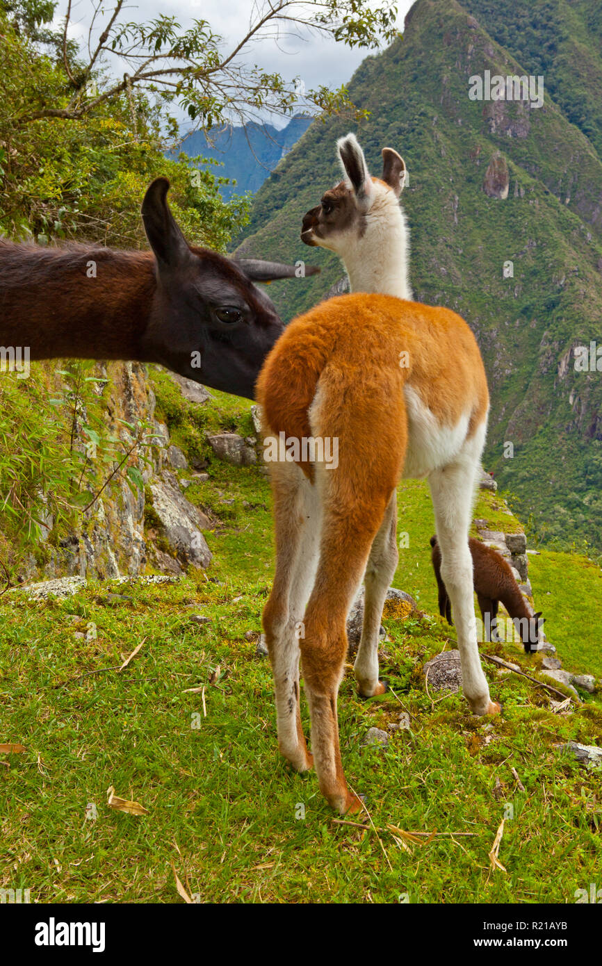 Matsu pitsu hires stock photography and images Alamy